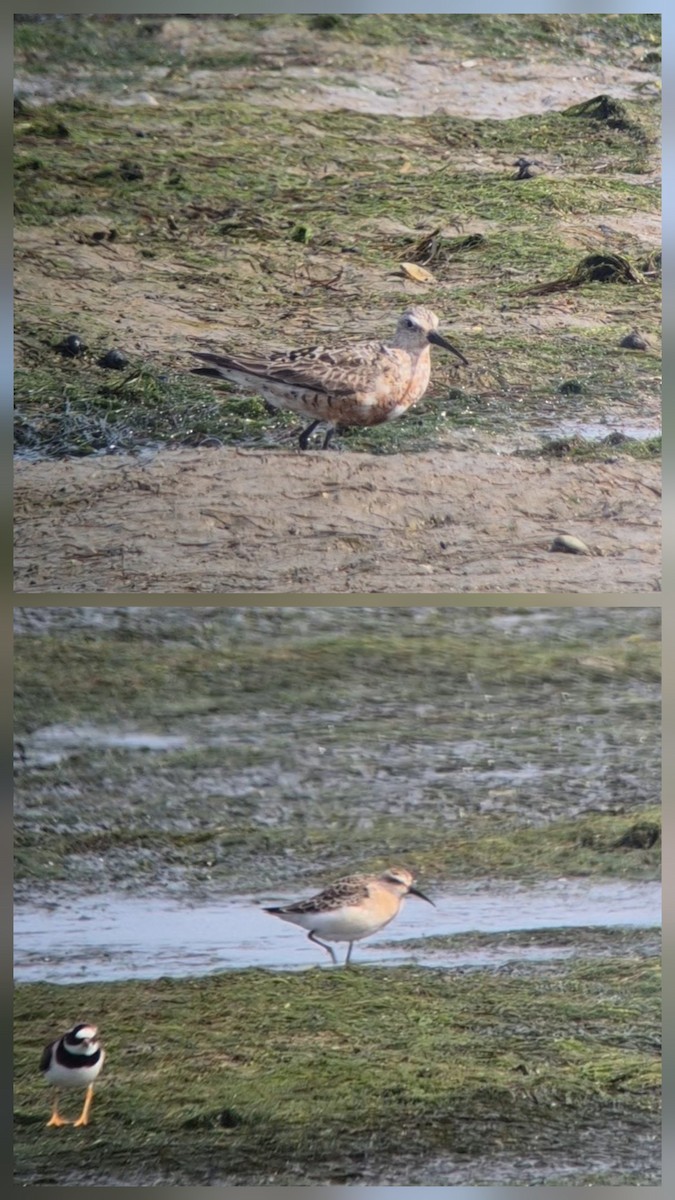 サルハマシギ - ML644552129