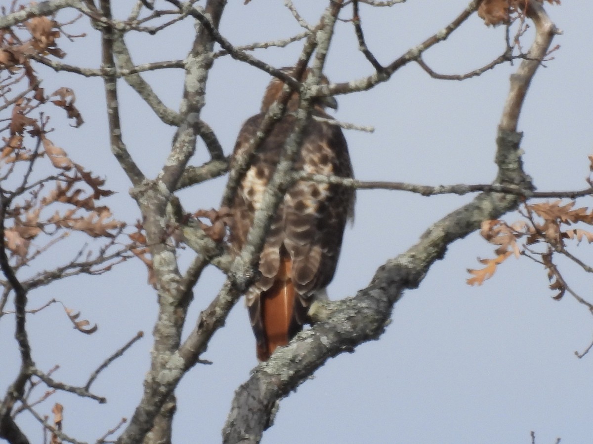 Канюк неоарктичний - ML644552131