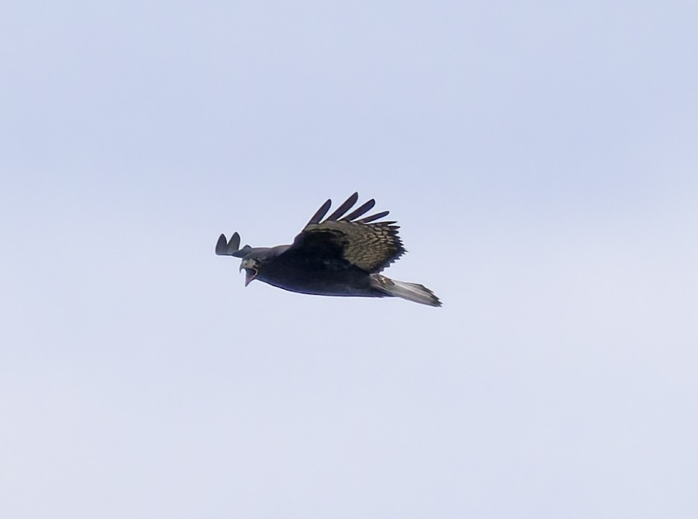 Канюк неоарктичний (підвид harlani) - ML644552132