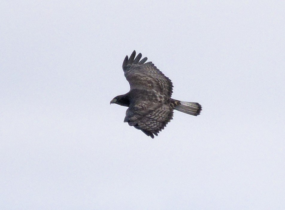 Канюк неоарктичний (підвид harlani) - ML644552135