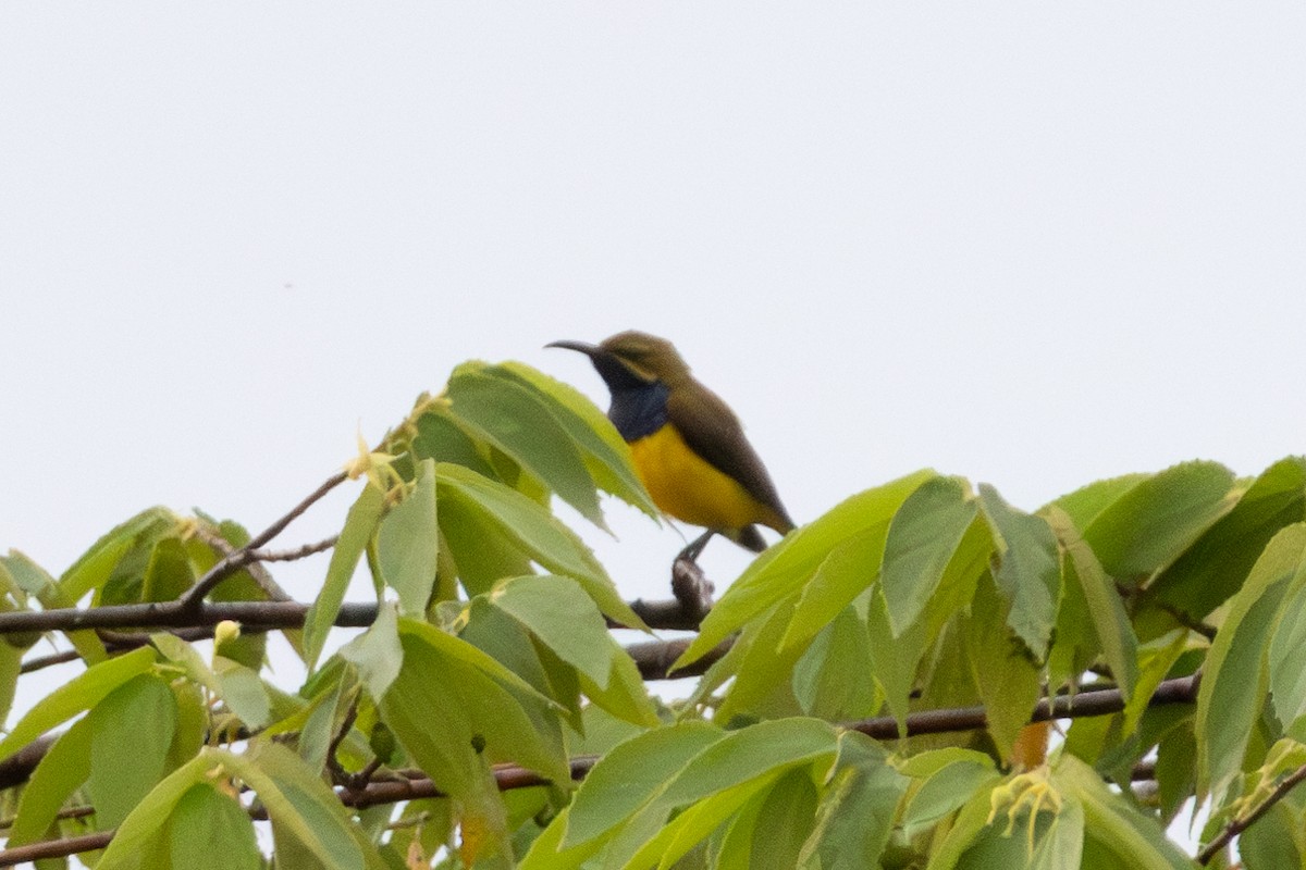 Sahul Sunbird - ML644552139