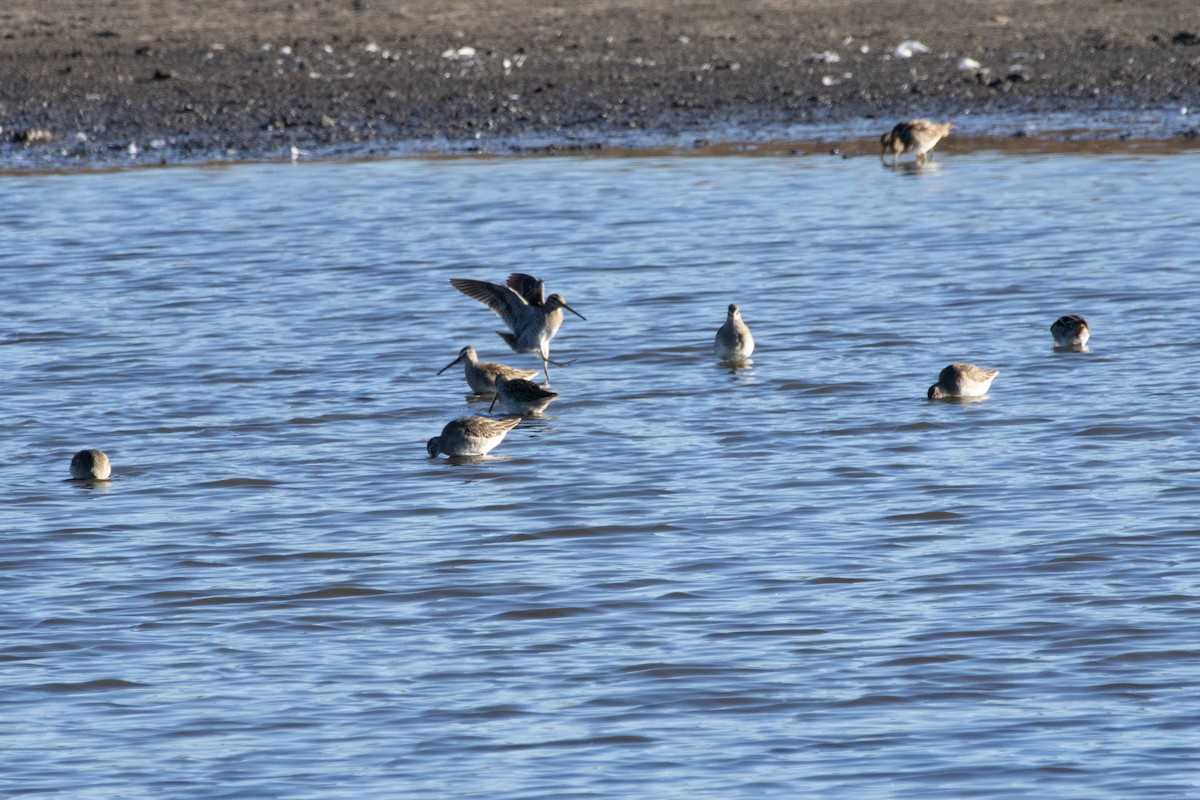 Bécassin à long bec - ML644552140