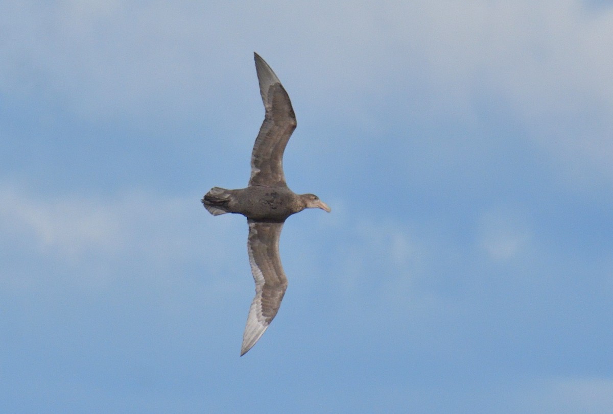 オオフルマカモメ - ML644552141