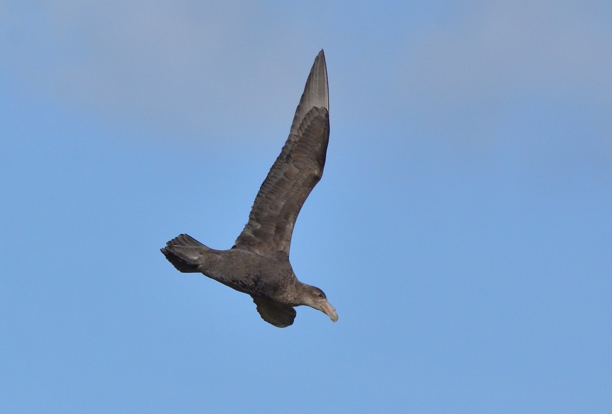 オオフルマカモメ - ML644552142