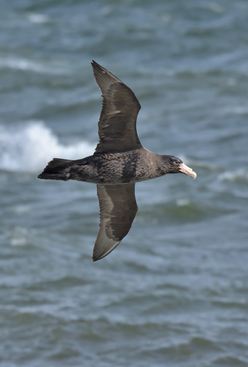 オオフルマカモメ - ML644552143