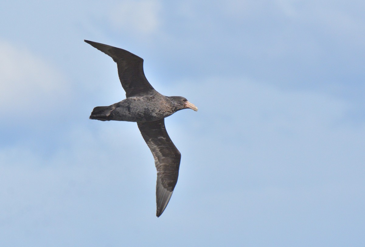 オオフルマカモメ - ML644552145