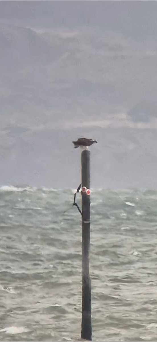 ミサゴ - ML644552146