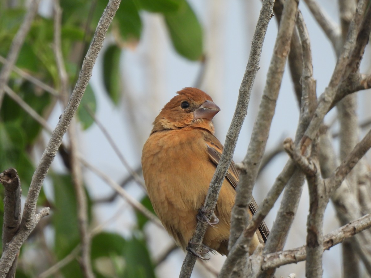 Guiraca bleu - ML644552148