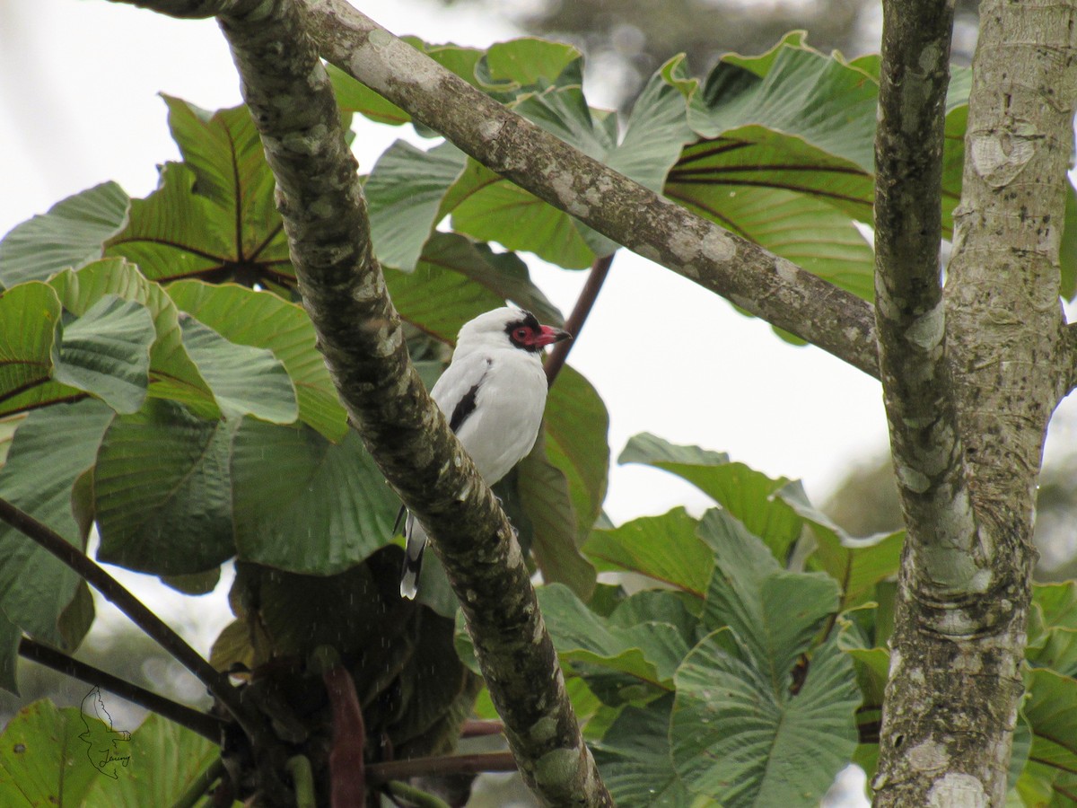 Masked Tityra - ML644552151