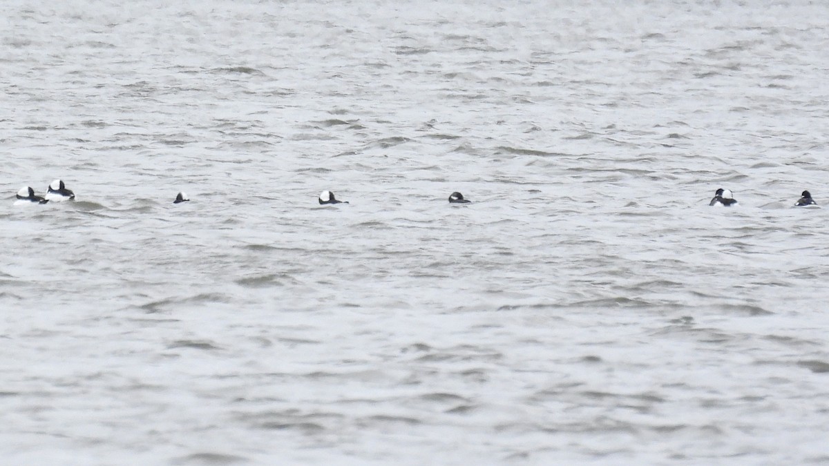 Petit Garrot - ML644552156