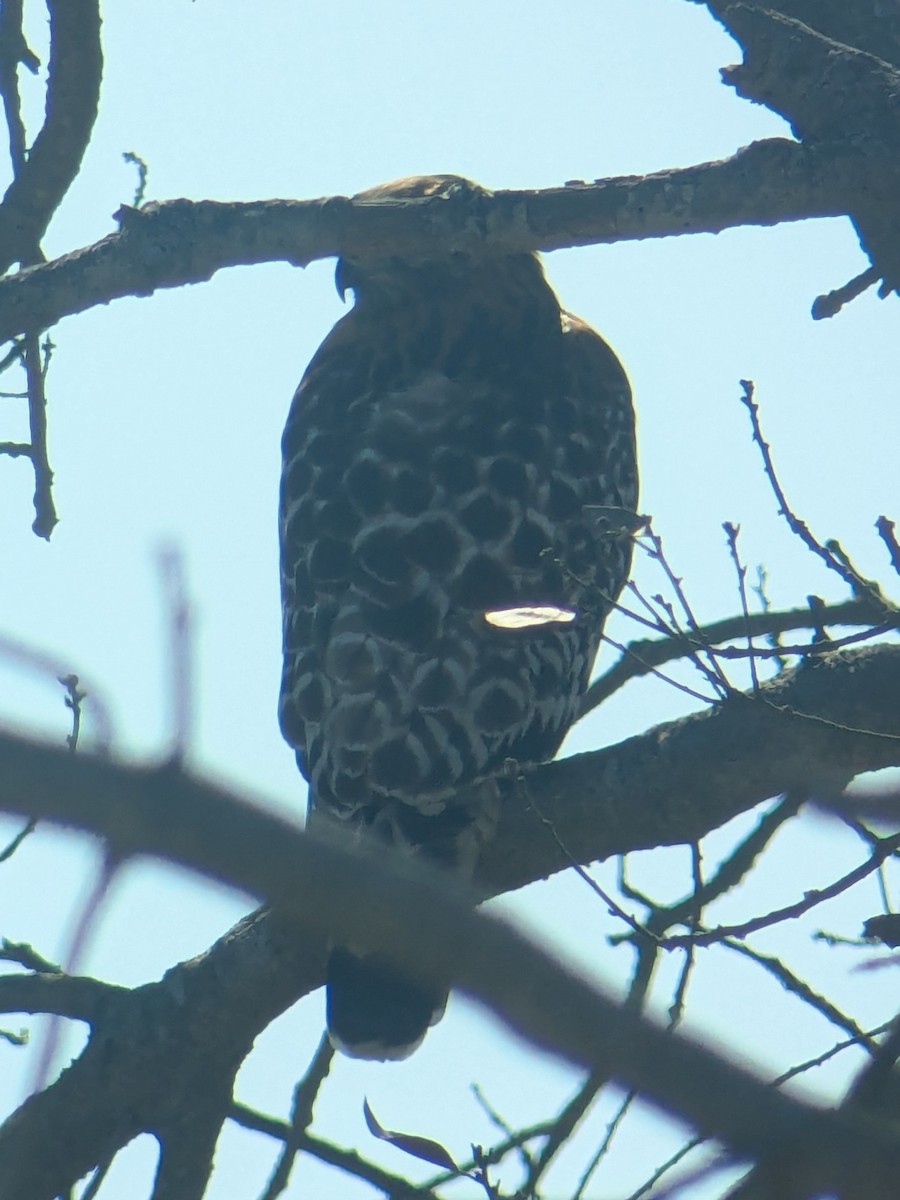 Red-shouldered Hawk - ML644552158