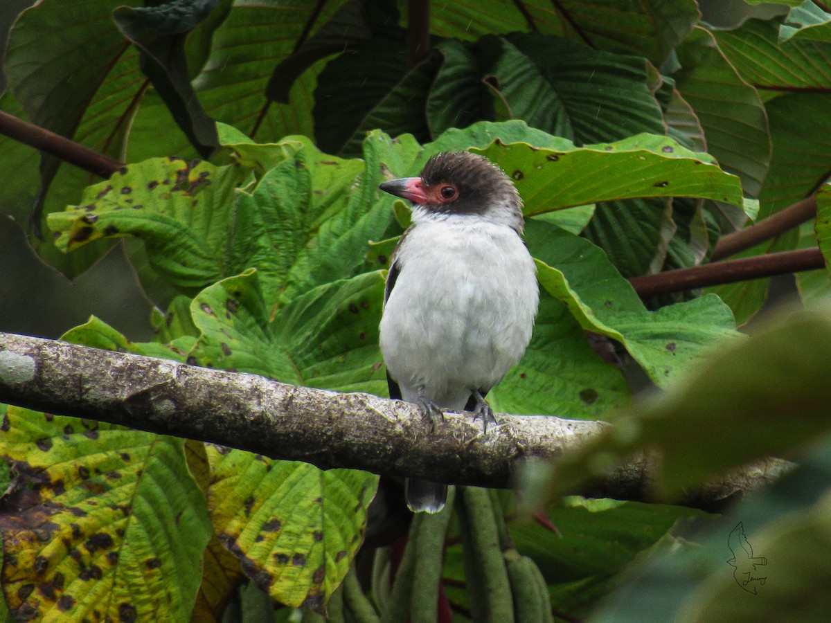 Masked Tityra - ML644552159