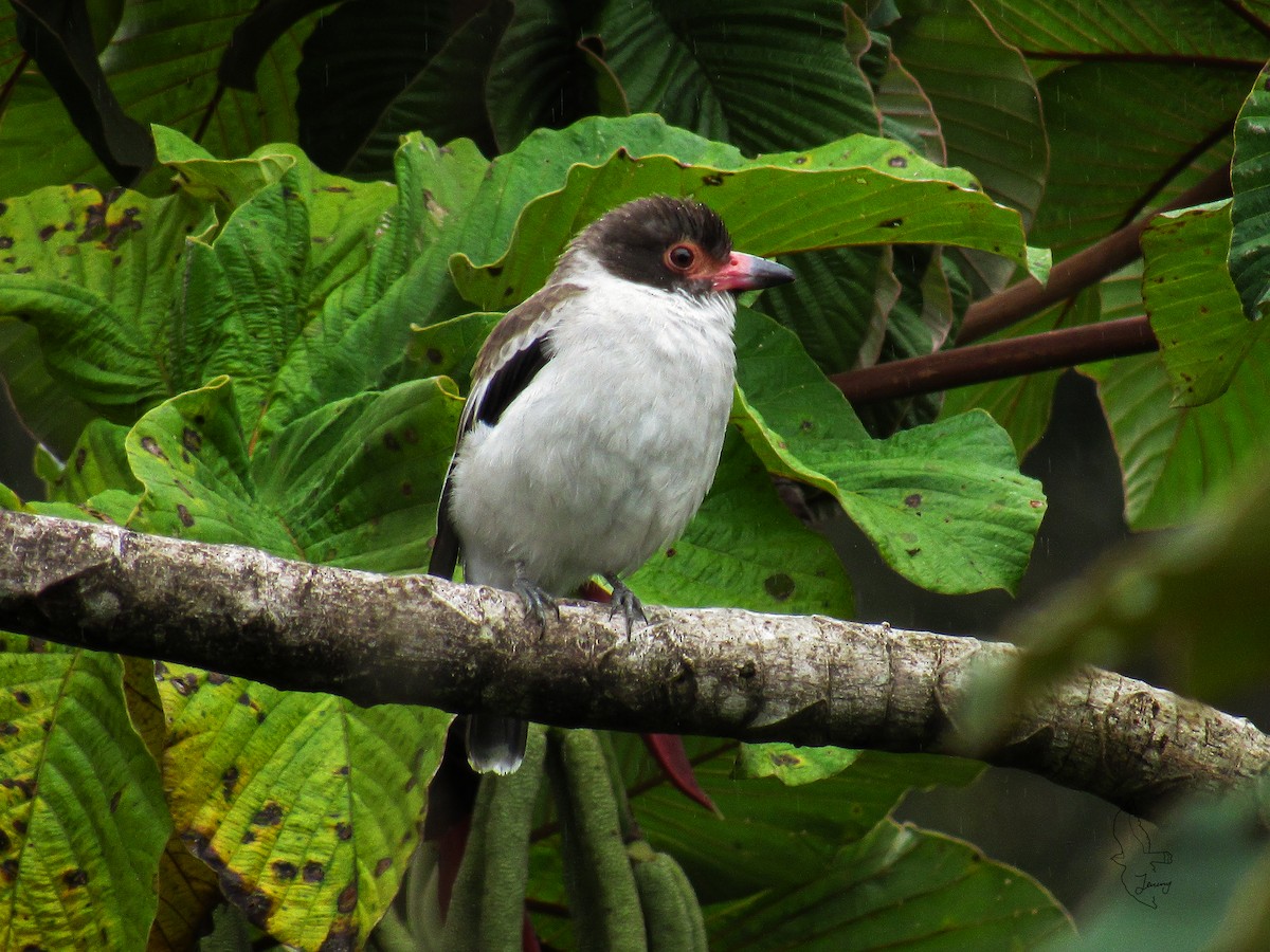 Masked Tityra - ML644552160