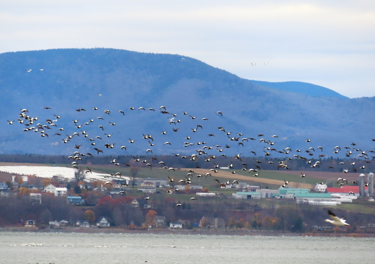 אדרית שחורת-כיפה - ML644552165