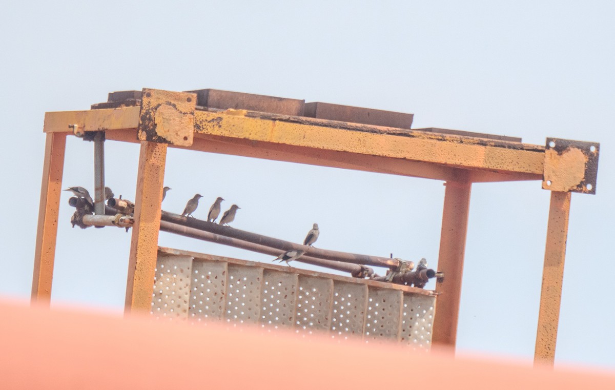 White-shouldered Starling - ML644552167