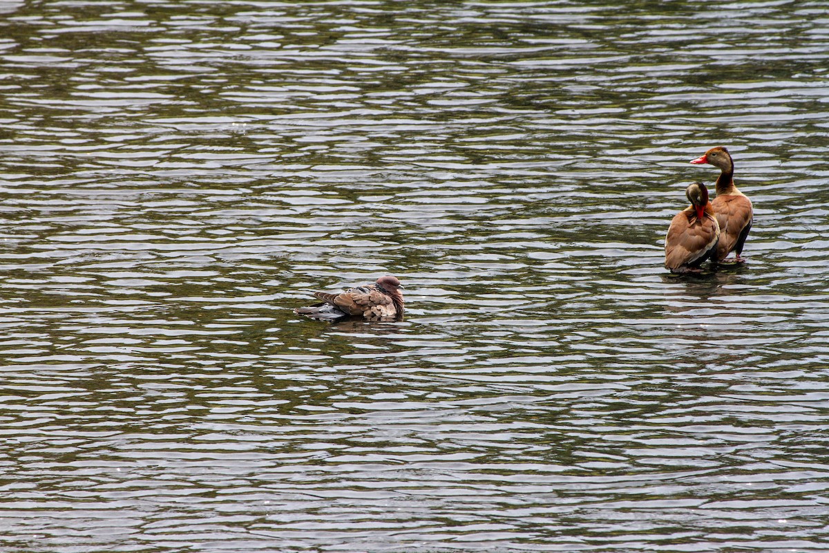 picazurodue - ML644552168