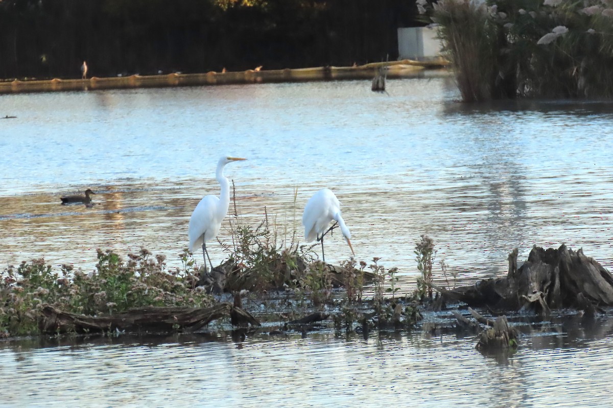 Grande Aigrette - ML644552172