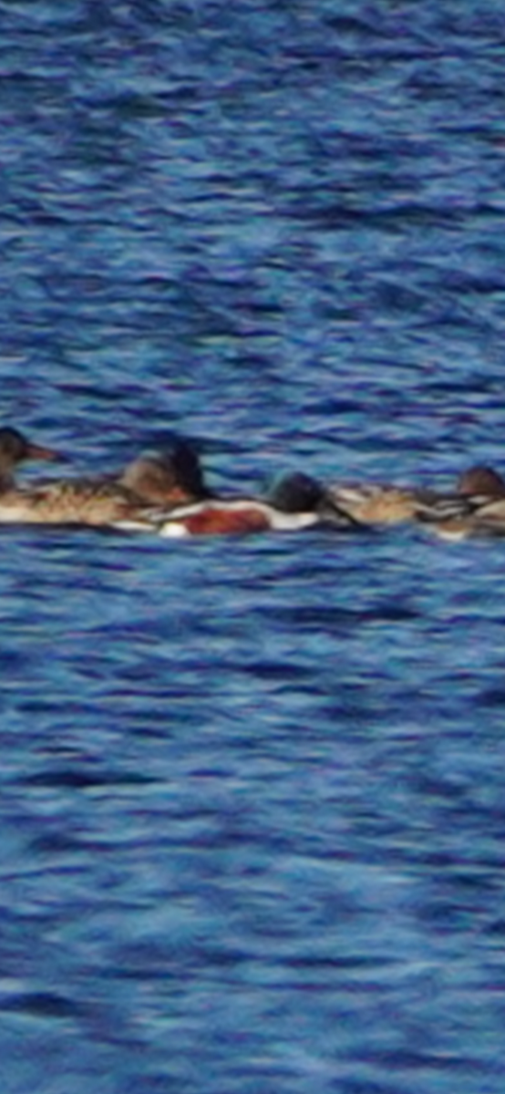 מרית צפונית - ML644552173