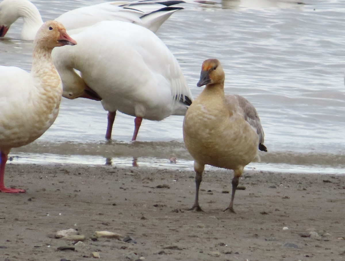 Цасны галуу - ML644552175