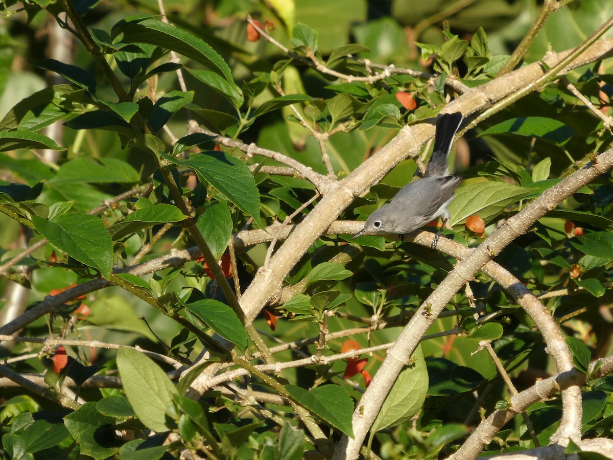 Blue-gray Gnatcatcher - ML644552177
