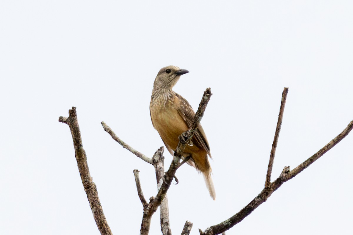 Fawn-breasted Bowerbird - ML644552178