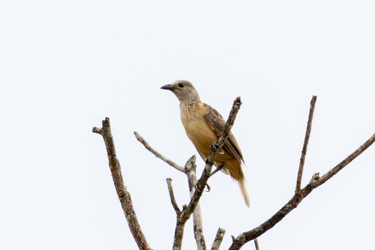 Fawn-breasted Bowerbird - ML644552179