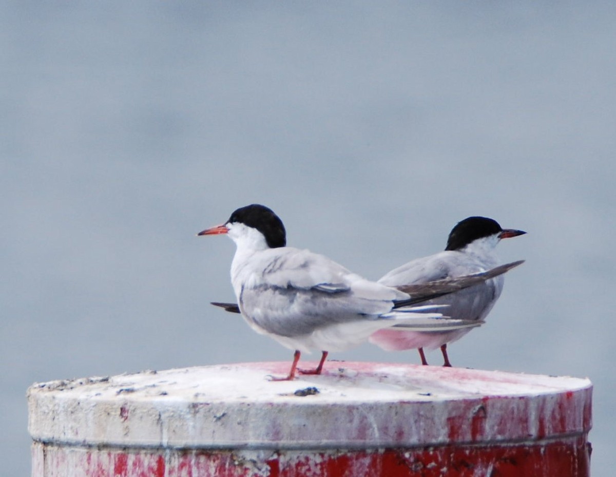 Крячок річковий - ML644552182