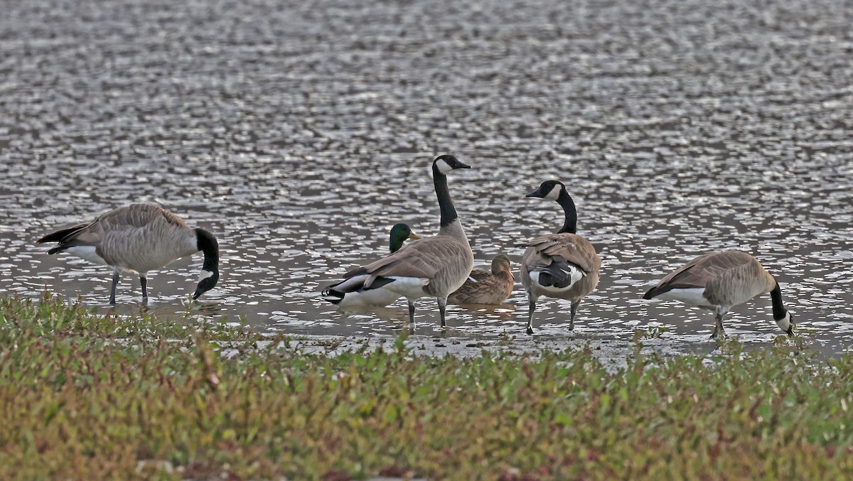 Canada Goose - ML644552183