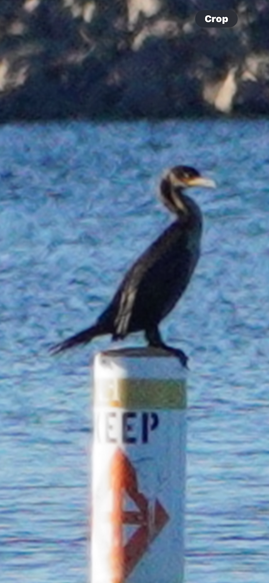 קורמורן אמריקני - ML644552187