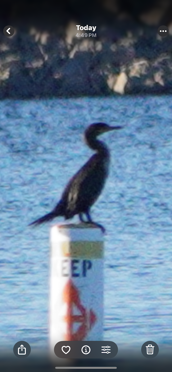 קורמורן אמריקני - ML644552188