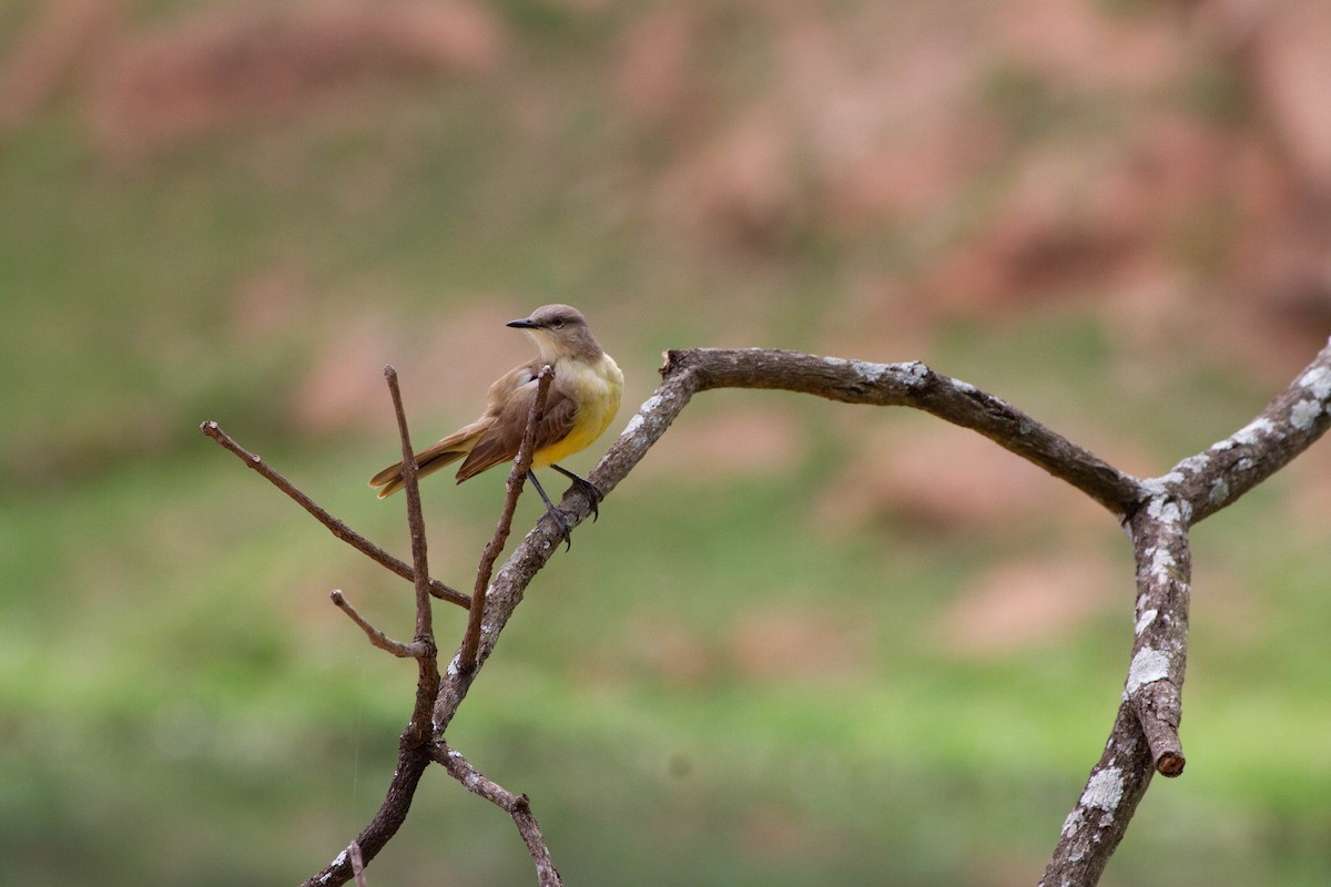 Cattle Tyrant - ML644552189