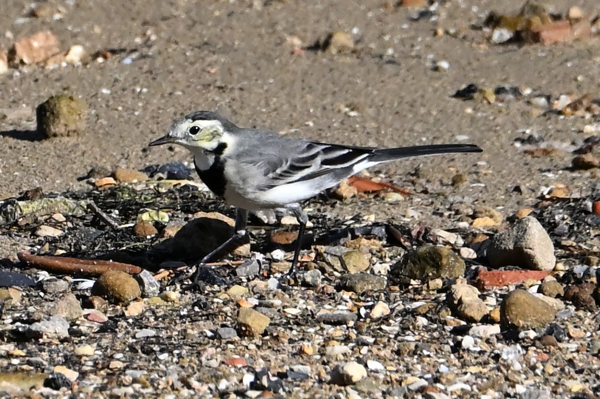 Bergeronnette grise - ML644552196