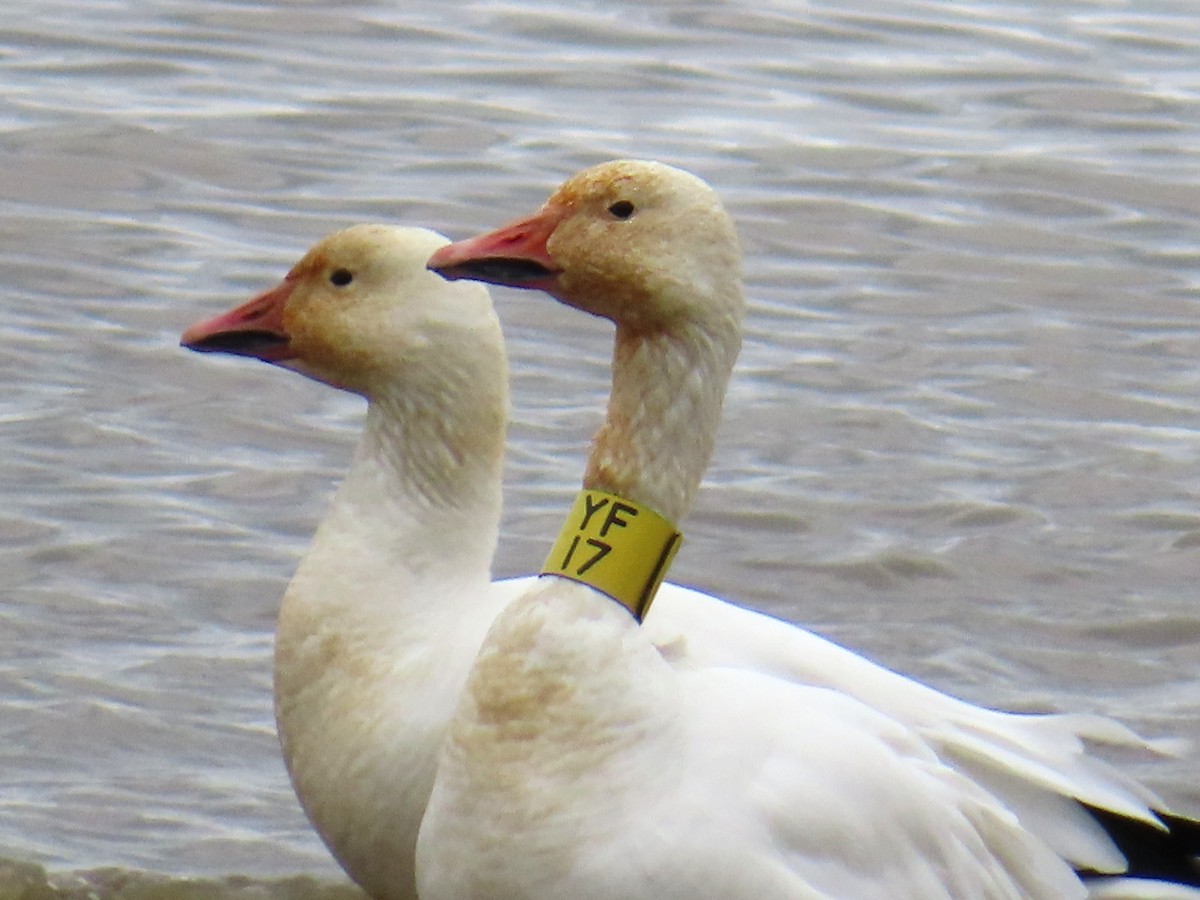 Цасны галуу - ML644552197