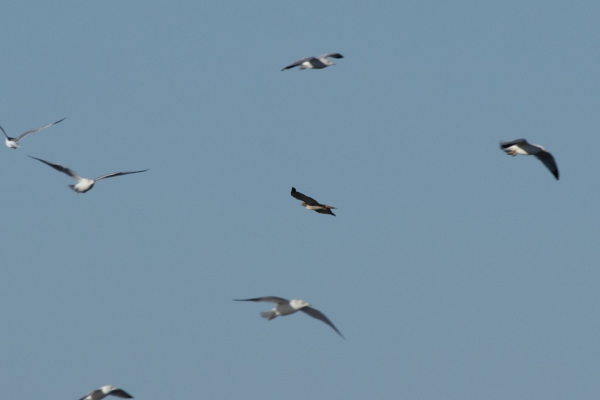 Канюк неоарктичний - ML644552198