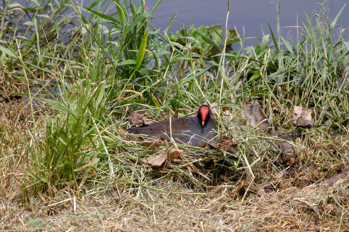 סופית אמריקנית - ML644552201