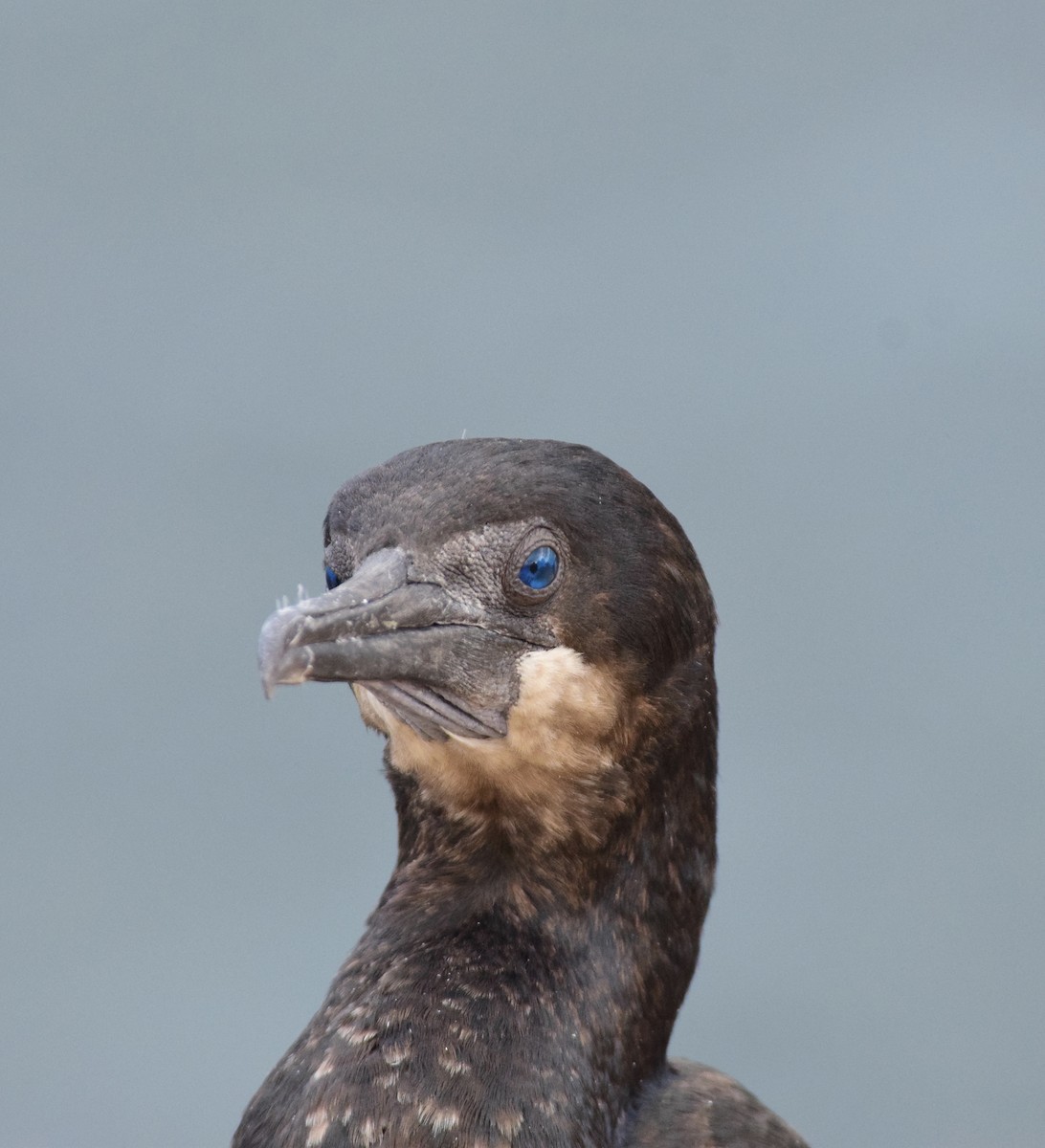 blåhakeskarv - ML644552206