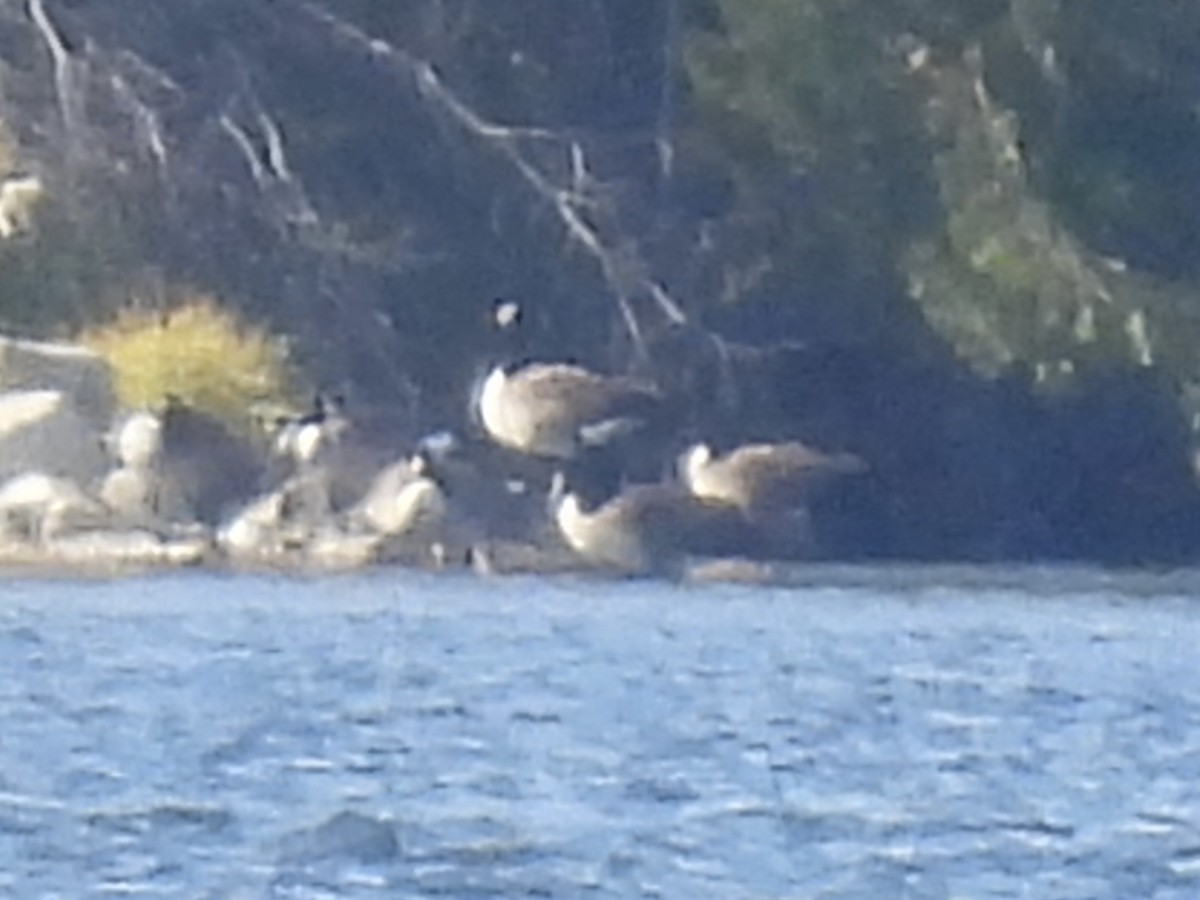 Canada Goose - ML644552209