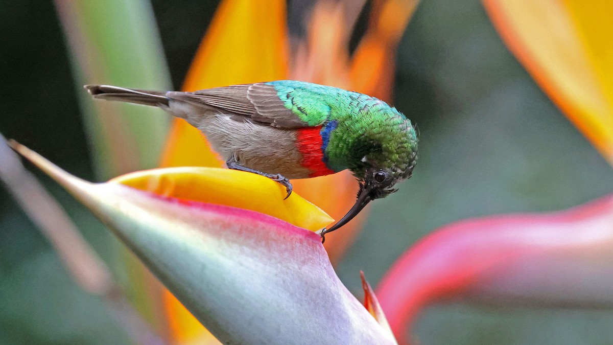 ミナミゴシキタイヨウチョウ - ML644552210