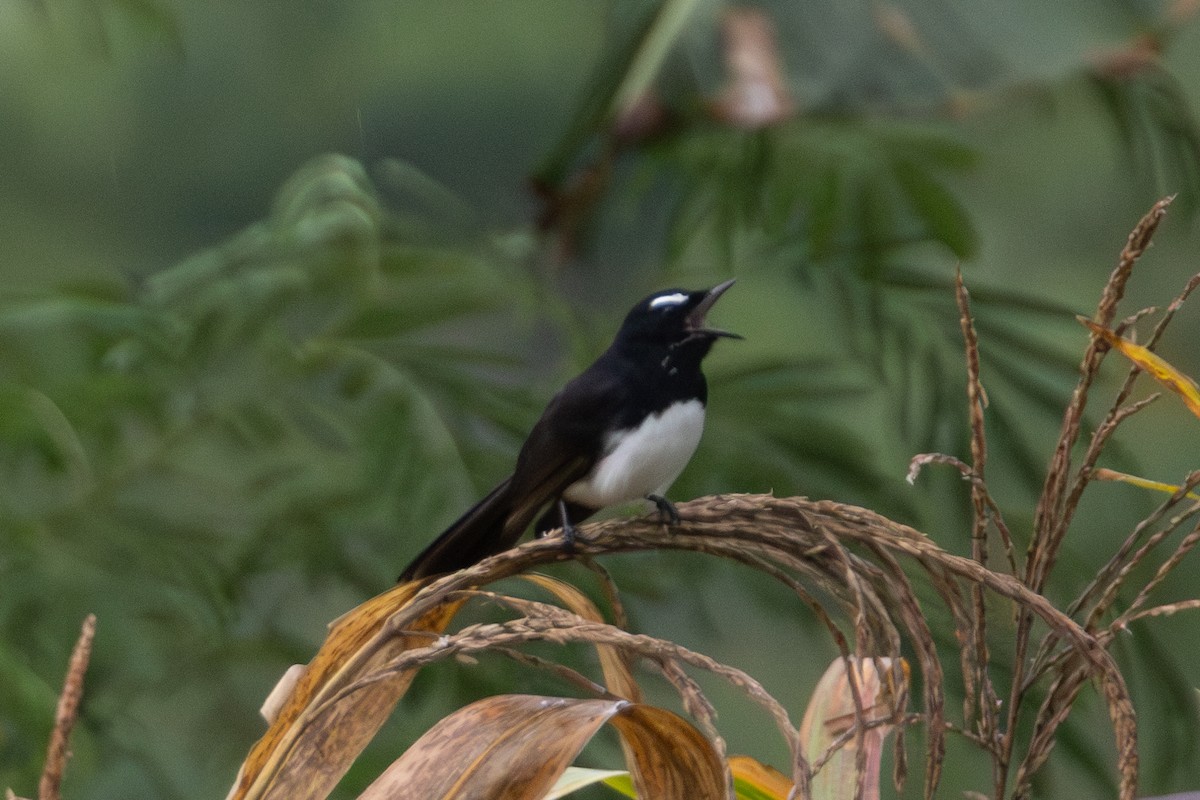Willie-wagtail - ML644552211