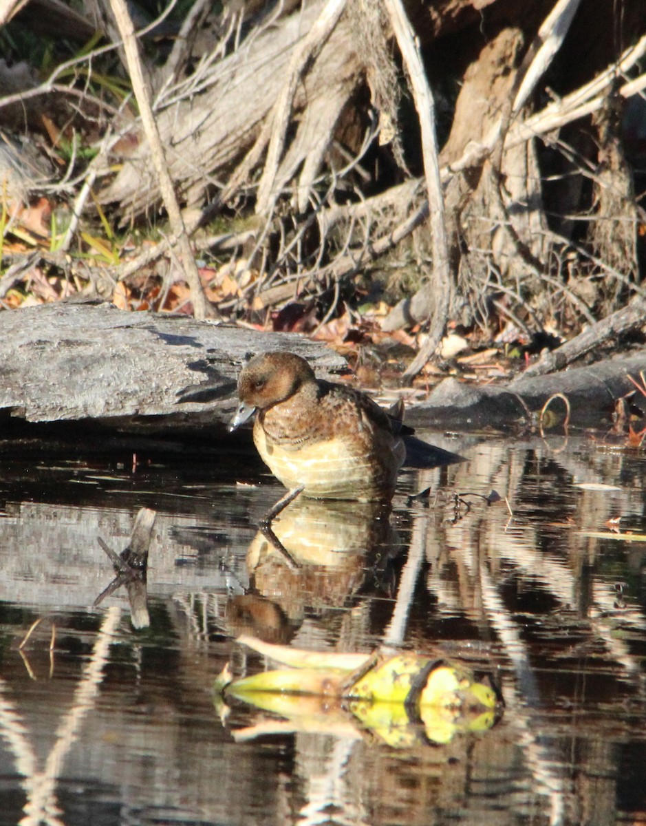 Canard siffleur - ML644552213