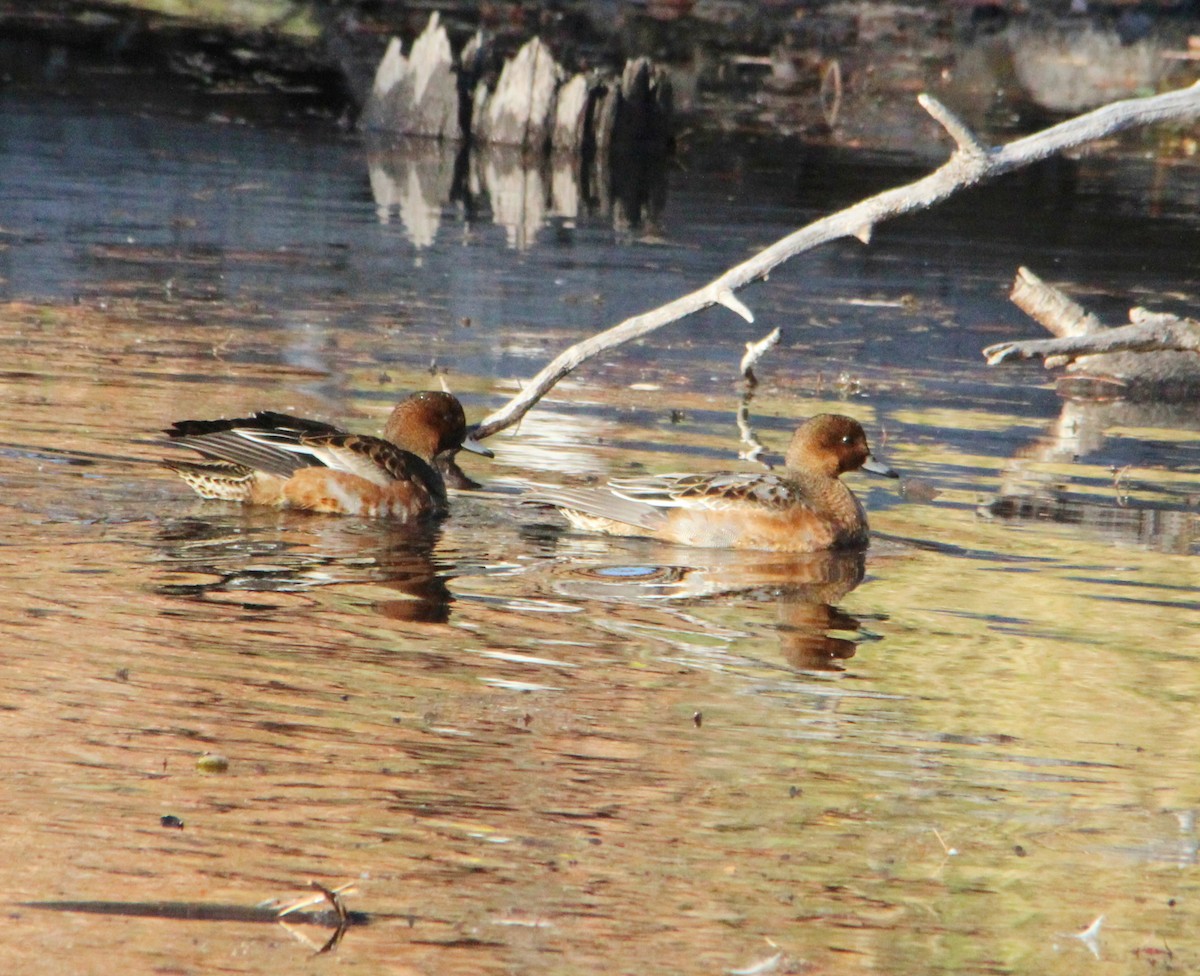 Canard siffleur - ML644552214