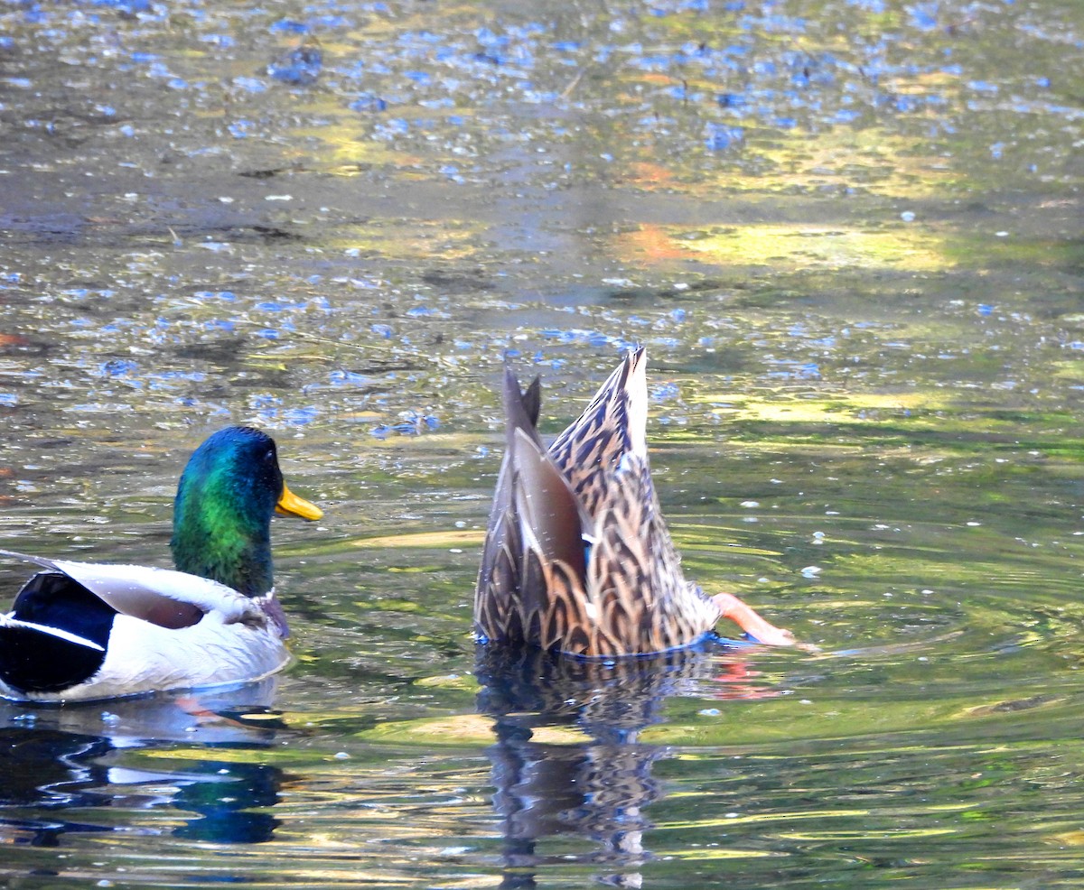 stokkand - ML644552216