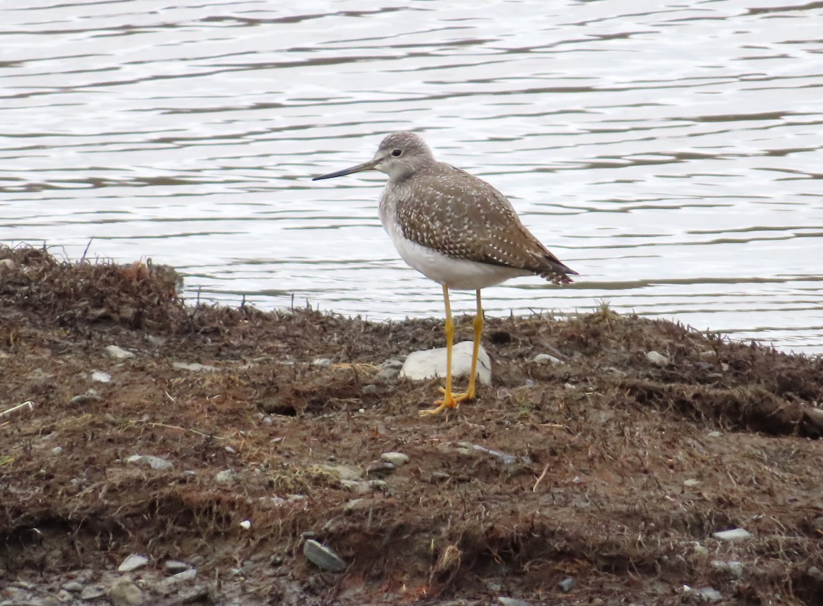 plystresnipe - ML644552217