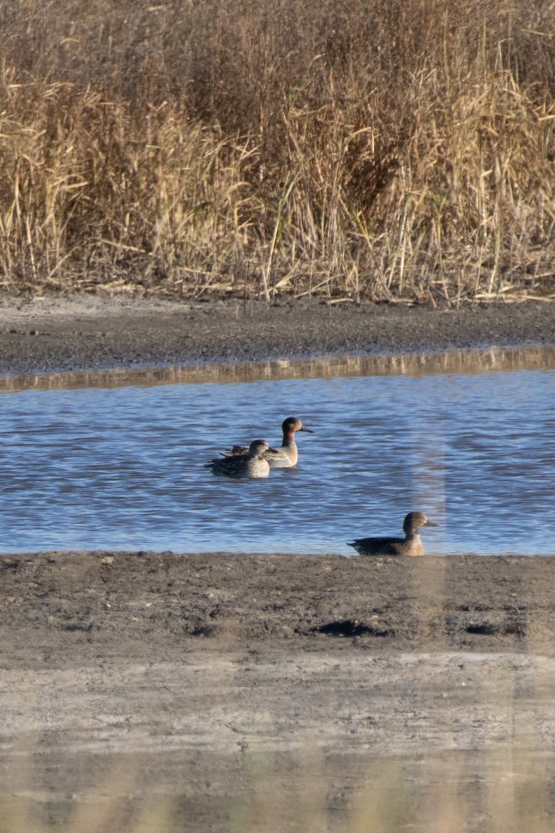 krikkand - ML644552218