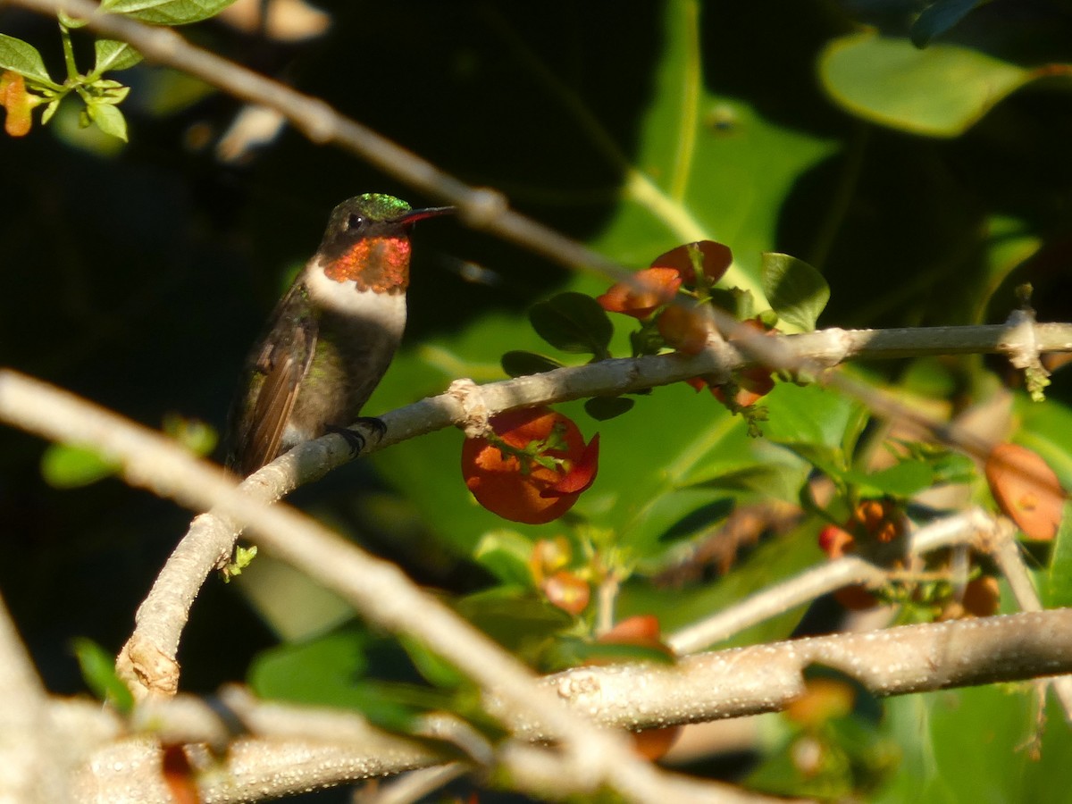 Ruby-throated Hummingbird - ML644552219