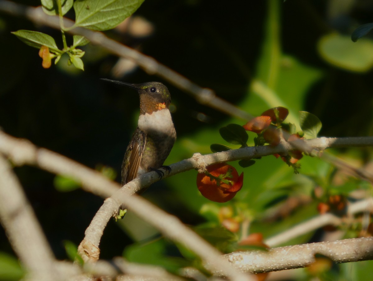 Ruby-throated Hummingbird - ML644552221