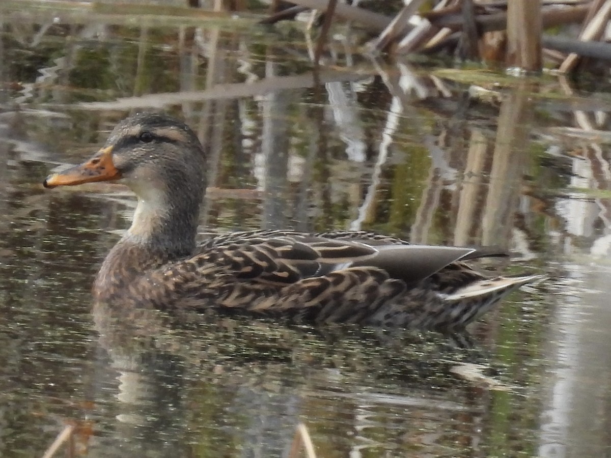 stokkand - ML644552223