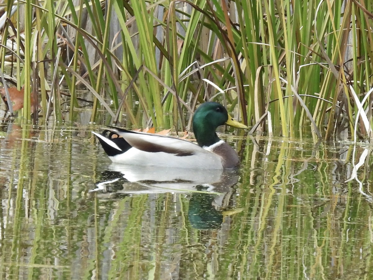 stokkand - ML644552224