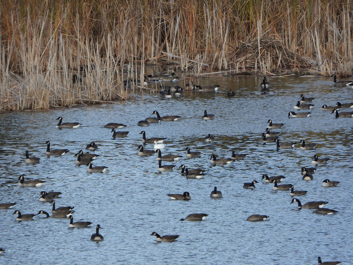 eskimogås - ML644552225