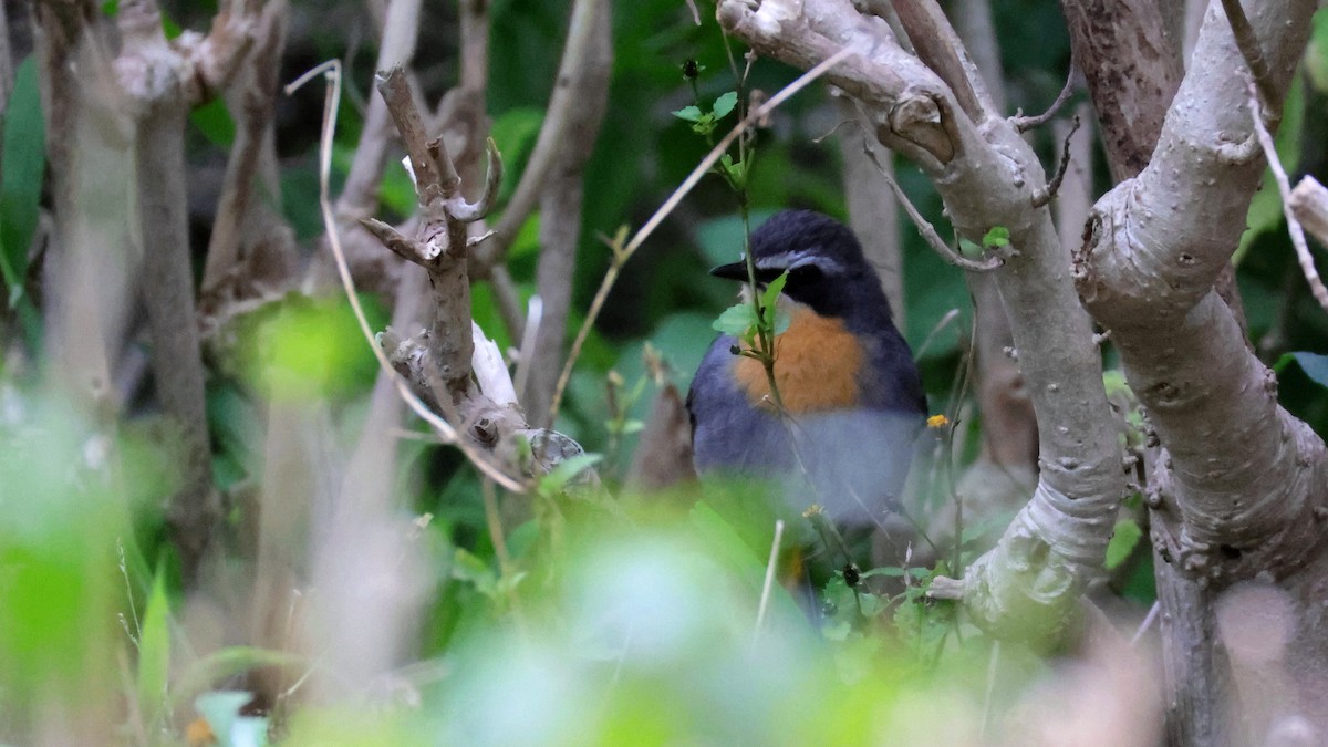 ツグミヒタキ - ML644552233